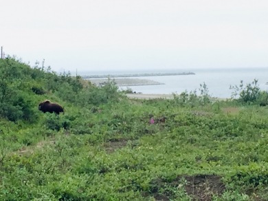 Spotted: musk ox!
